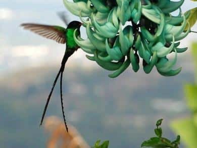 A streamertail hummingbird with long tail feathers feeding at a cluster of green flowers