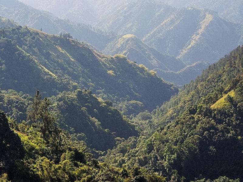 A steep forested valley in the Blue Mountains with mist still lying on the ridge