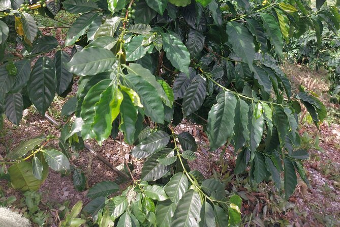 Coffee branches carrying clusters of hard green berries under their own shade