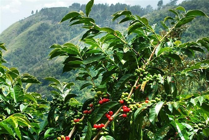 Ripe red coffee cherries on the branch with a green mountainside behind them